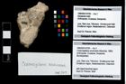 Foto (Objekt + Etikett) von Cracensigillatus acutirostris (Moericke, 1889)  (NHMW-GEO-1990-0041-4769)